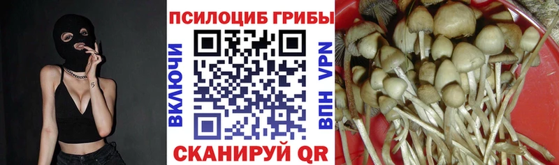 Галлюциногенные грибы Psilocybe  ссылка на мегу рабочий сайт  Зеленогорск 